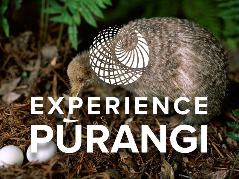 Experience Purangi